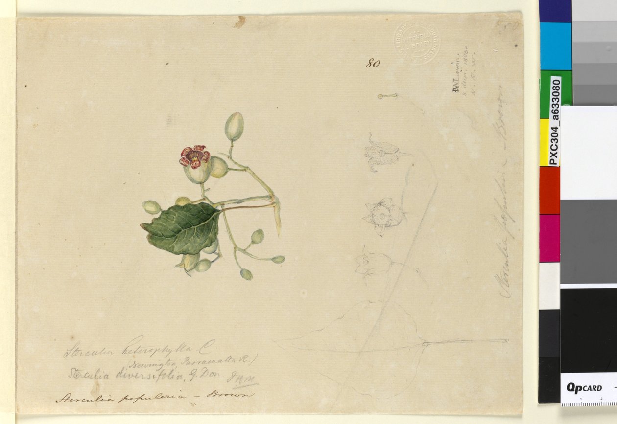 Página 80. Sterculia diversifolia, c.1803-06 (wc, caneta, tinta e lápis) de John William Lewin