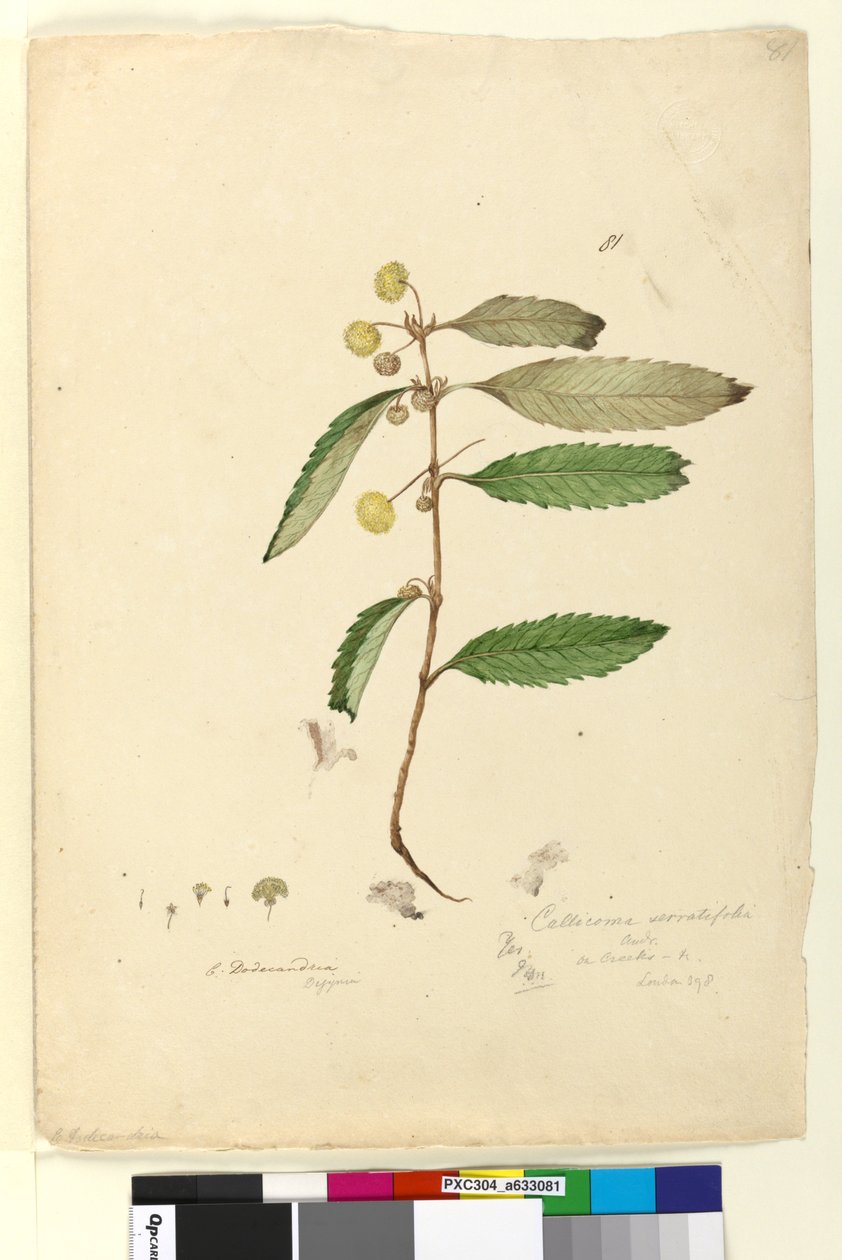 Página 81. Callicoma serratifolia, c.1803-06 (wc, caneta, tinta e lápis) de John William Lewin