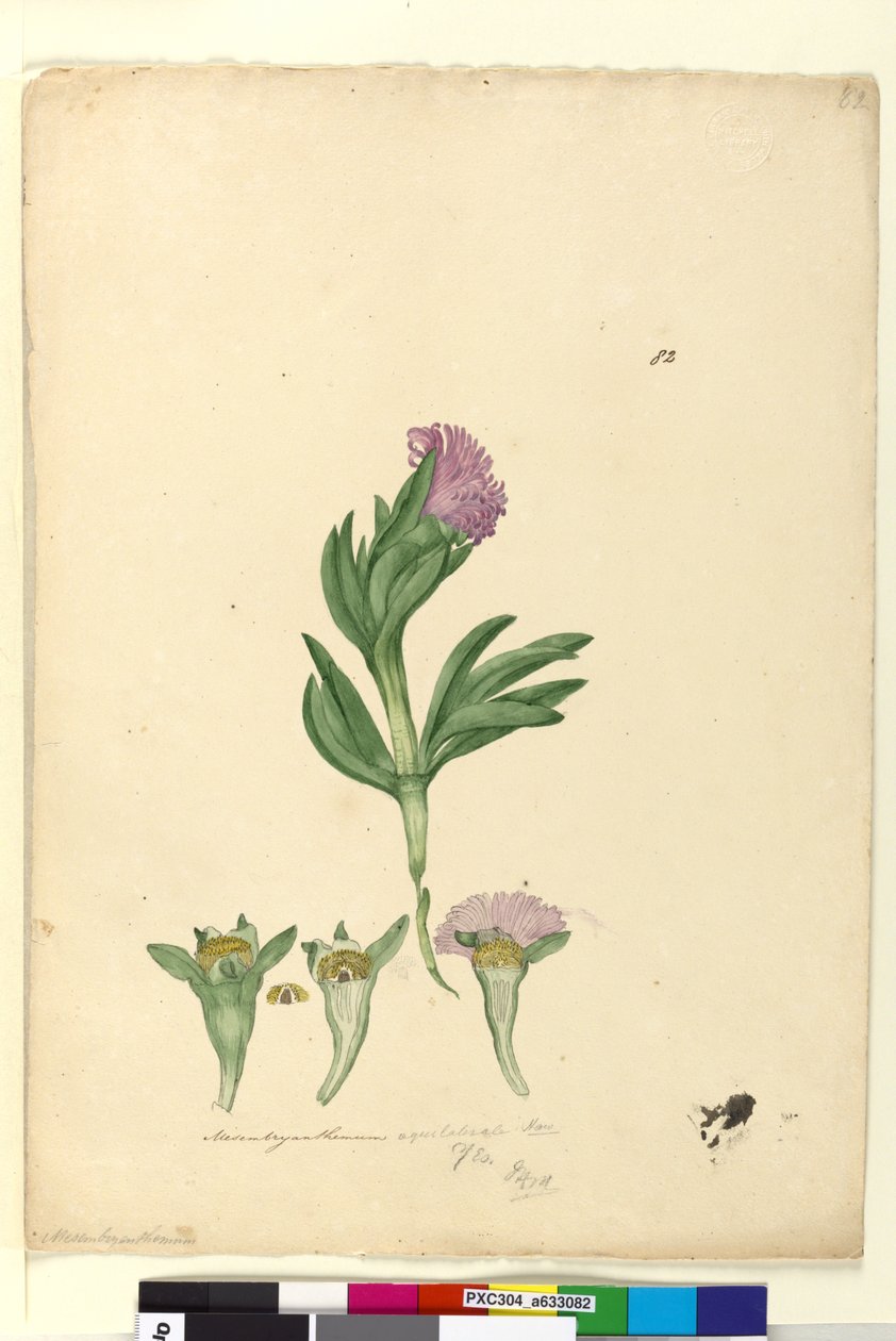 Página 82. Mesembryanthemum aequilaterale, c.1803-06 (wc, caneta, tinta e lápis) de John William Lewin