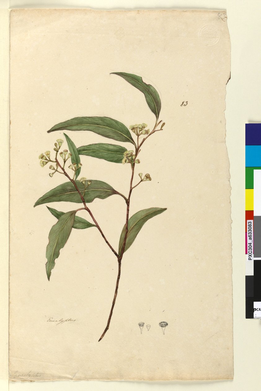 Página 83. Eucalipto, c.1803-06 (wc, caneta, tinta e lápis) de John William Lewin