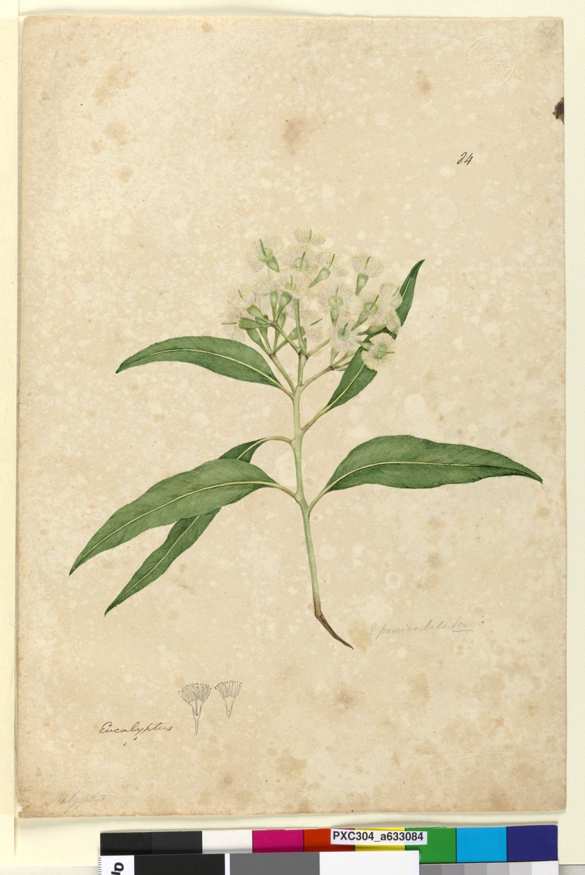 Página 84. Eucalyptus paniculata, c.1803-06 (wc, caneta, tinta e lápis) de John William Lewin