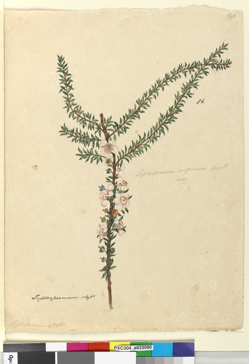 Página 86. Leptospermum scoparium, c.1803-06 (wc, caneta, tinta e lápis) de John William Lewin