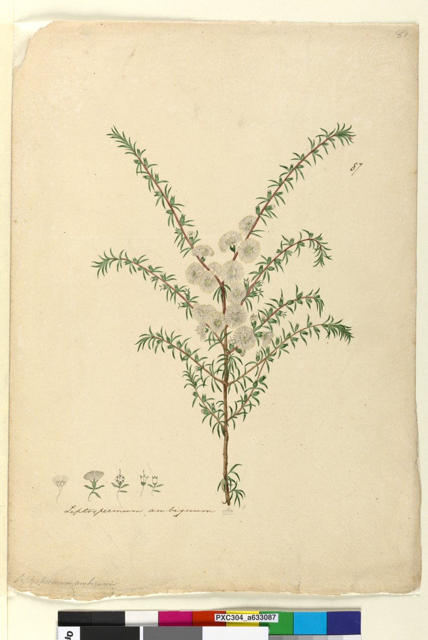 Página 87. leptospermum ambígua, c.1803-06 (WC, caneta, lápis e tinta) de John William Lewin