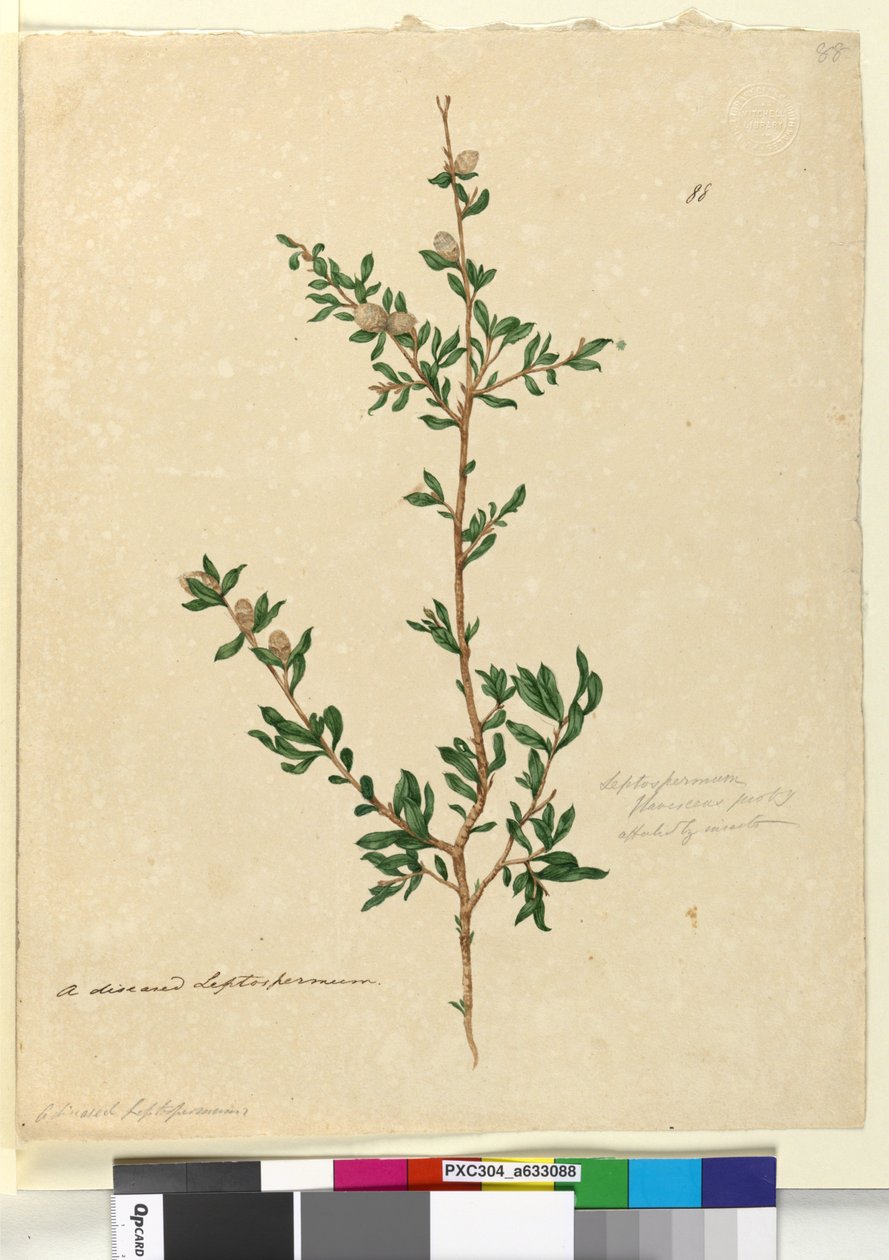 Página 88. Leptospermum flavescens, c.1803-06 (wc, caneta, tinta e lápis) de John William Lewin