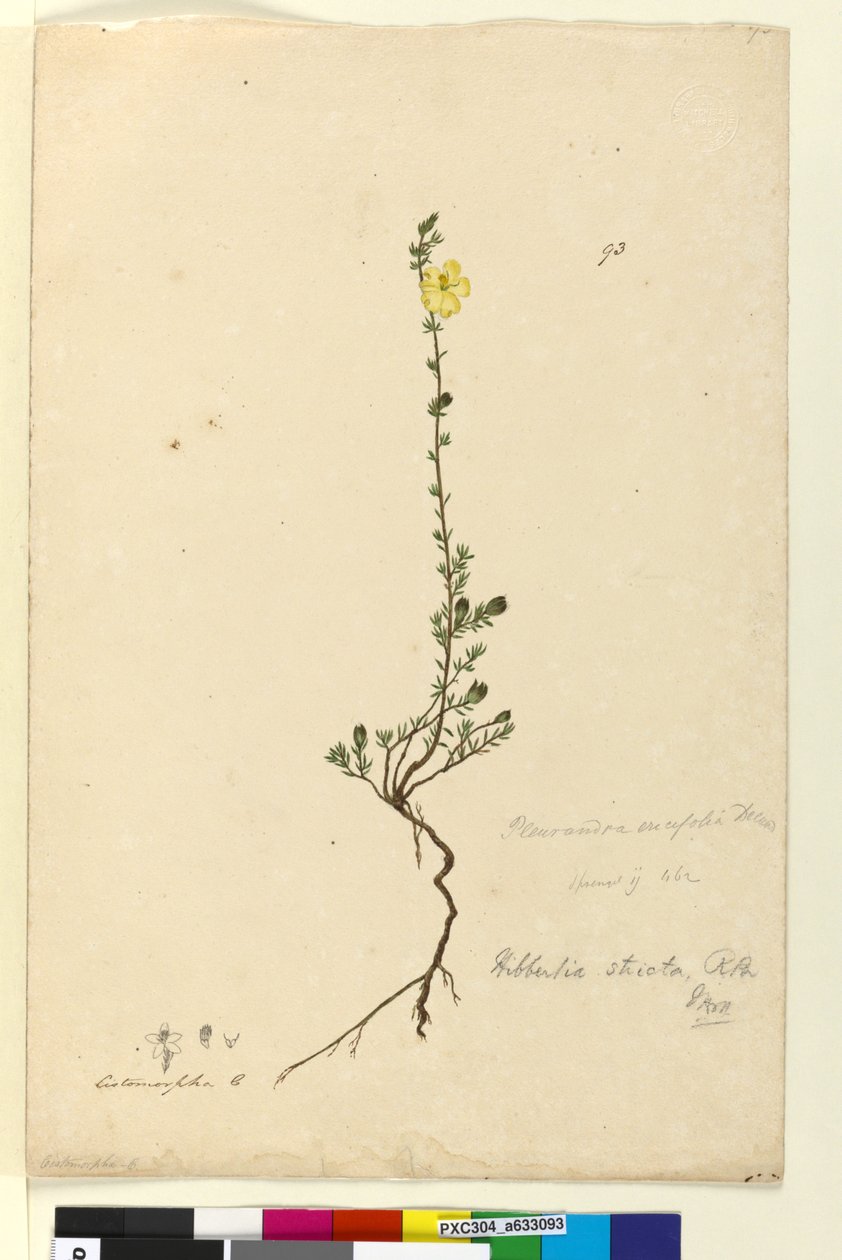 Página 93. Hibbertia stricta, c.1803-06 (wc, caneta, tinta e lápis) de John William Lewin