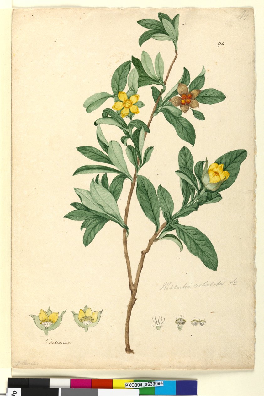 Página 94. Hibbertia volubilis syn. Hibbertia scandens, c.1803-06 (wc, caneta, tinta e lápis) de John William Lewin