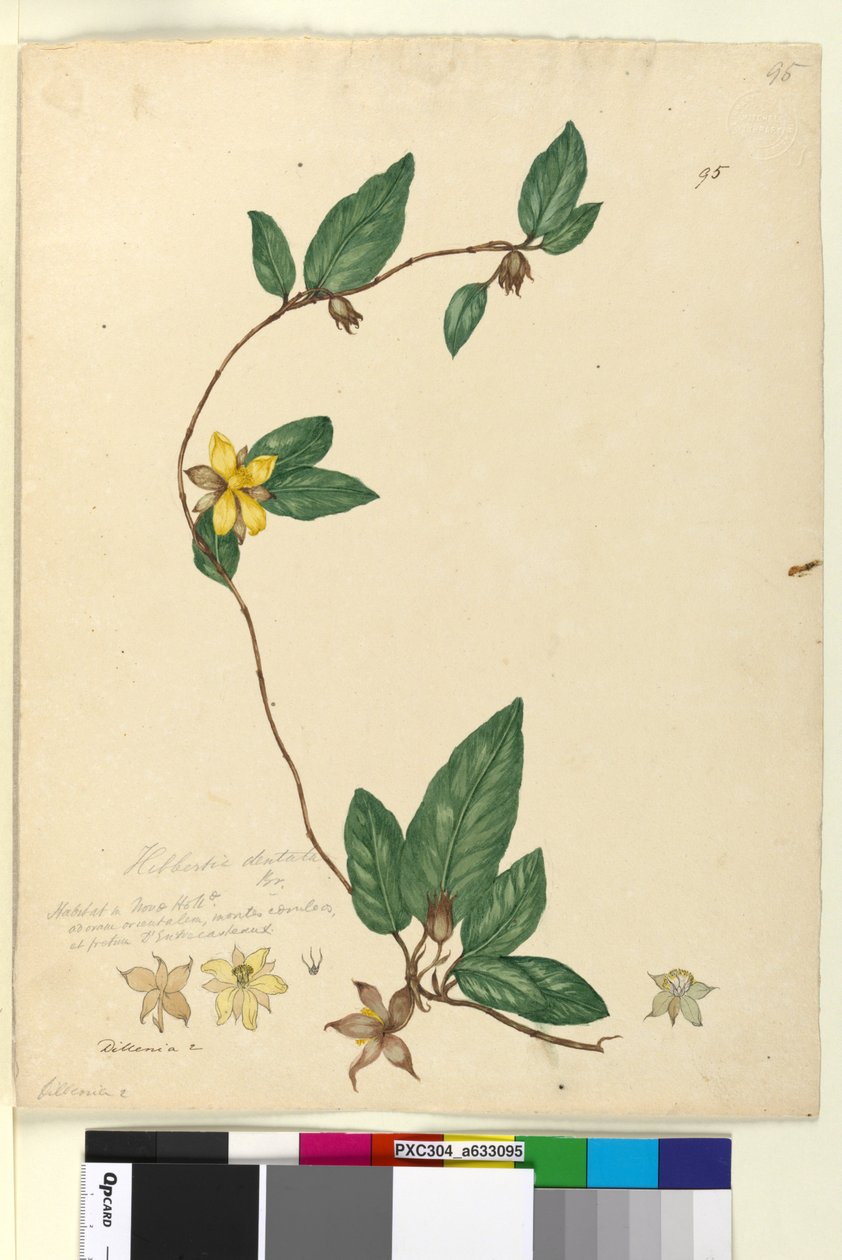 Página 95. Hibbertia dentata, c.1803-06 (wc, caneta, tinta e lápis) de John William Lewin