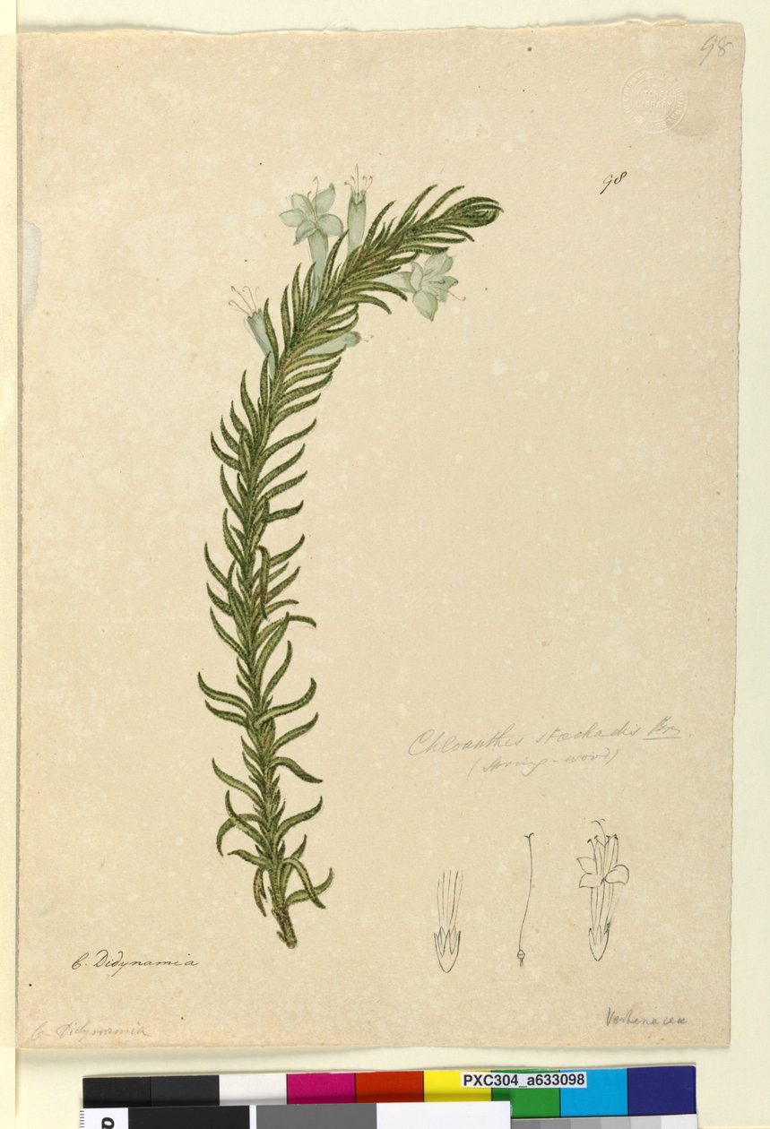 Página 98. Chloanthes stoechadis, c.1803-06 (wc, caneta, tinta e lápis) de John William Lewin