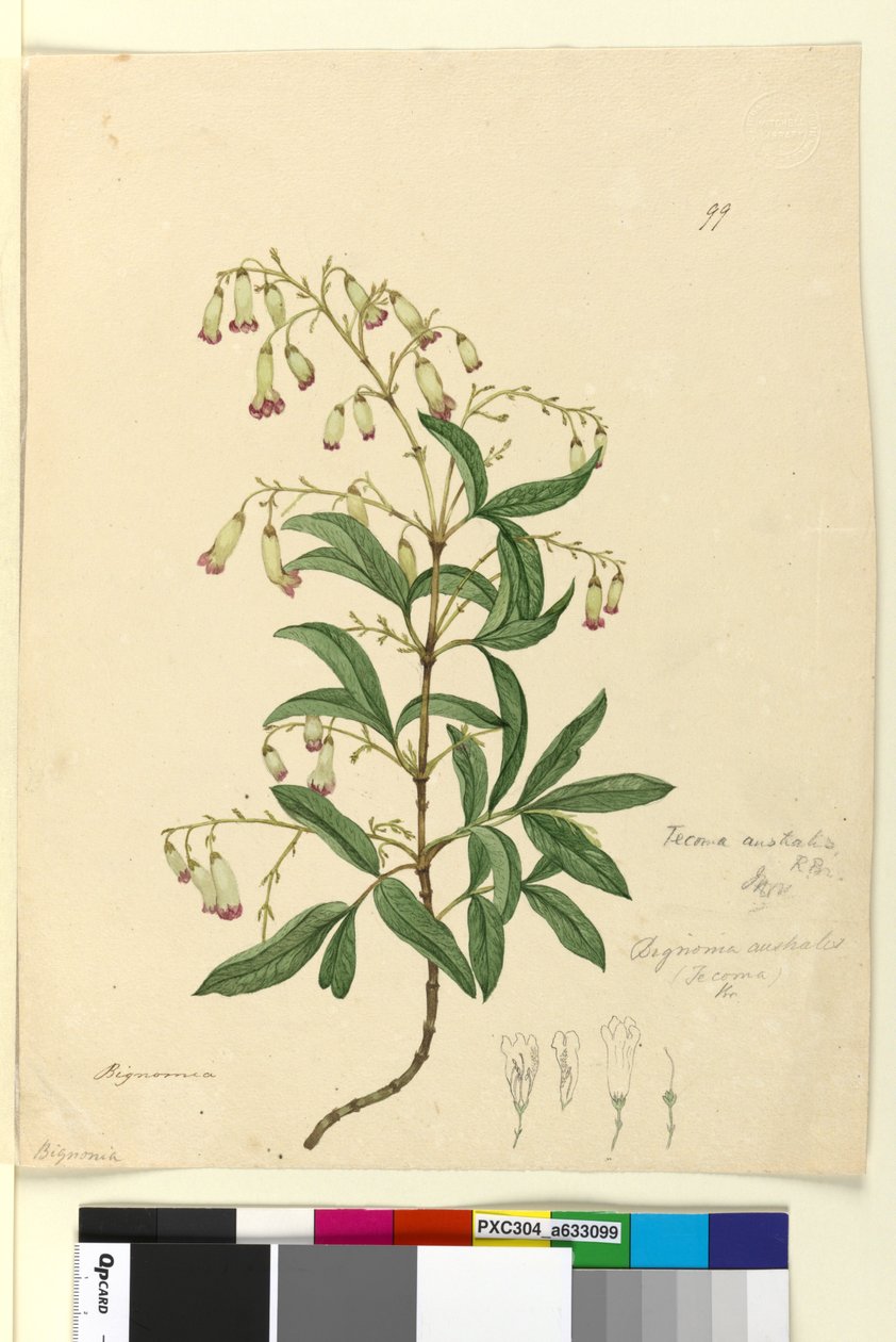 Página 99. Bignonia australisPandorea pandorana, c.1803-06 (wc, caneta, tinta e lápis) de John William Lewin