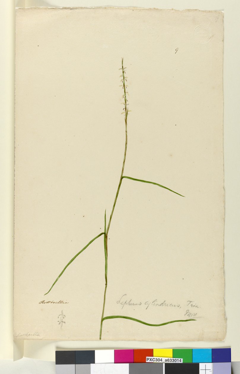 Página 9. Lepturus cylindricus, c.1803-06 (wc, caneta, tinta e lápis) de John William Lewin