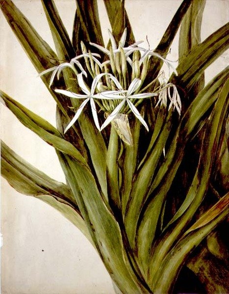 O Murray Lily, cirinum pedunculatum de John William Lewin