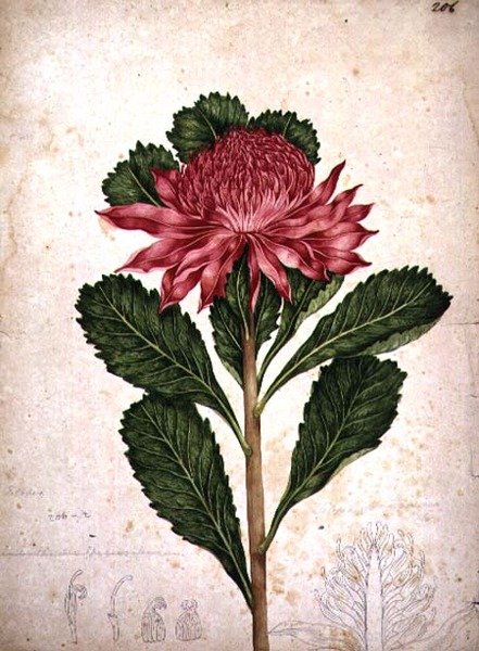Waratah, telopea speciosissima de John William Lewin