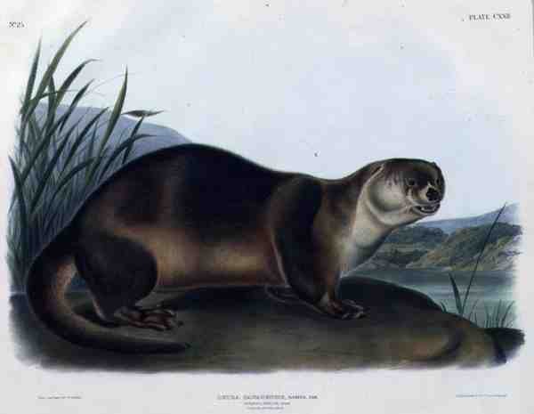 Lutra Canadensis ou Lataxina Mollis (Canada Otter), placa 122 de 