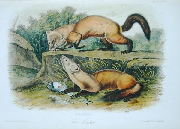 Pine Marten, placa 138 de 