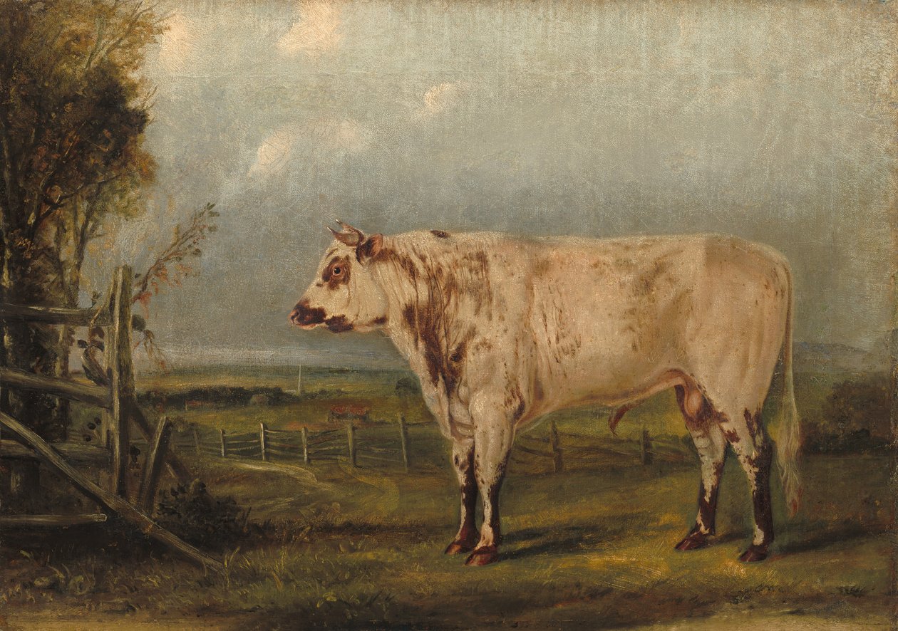 Um jovem touro de John Woodhouse Audubon