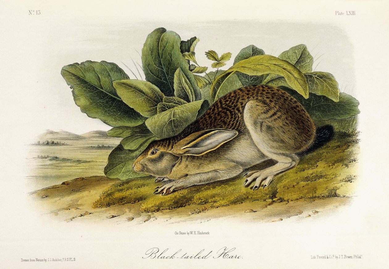 Lebre de cauda negra, c.1849-1854 de John Woodhouse Audubon