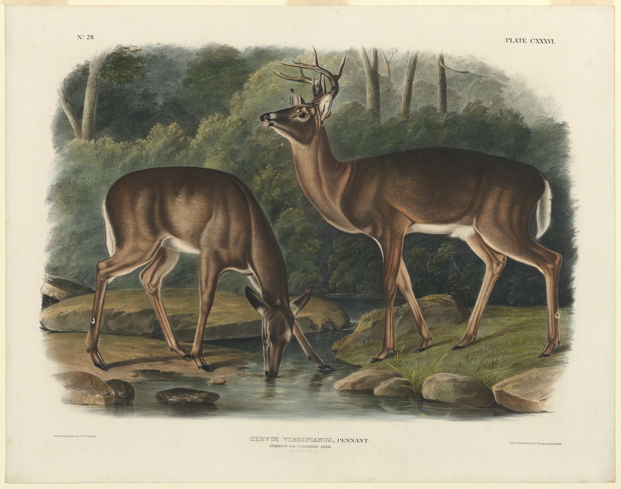 veado da Virgínia de John Woodhouse Audubon