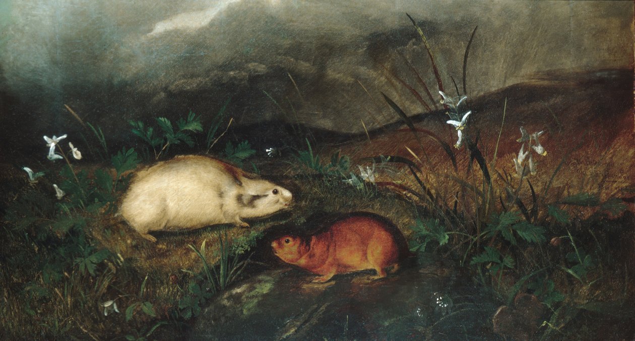 Baía de Hudsons Lemming, 1846. de John Woodhouse Audubon