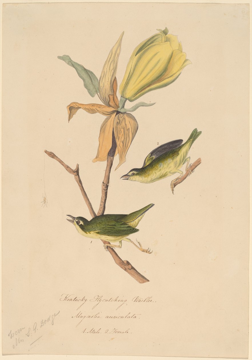 Toutinegra de captura de moscas de Kentucky de John Woodhouse Audubon