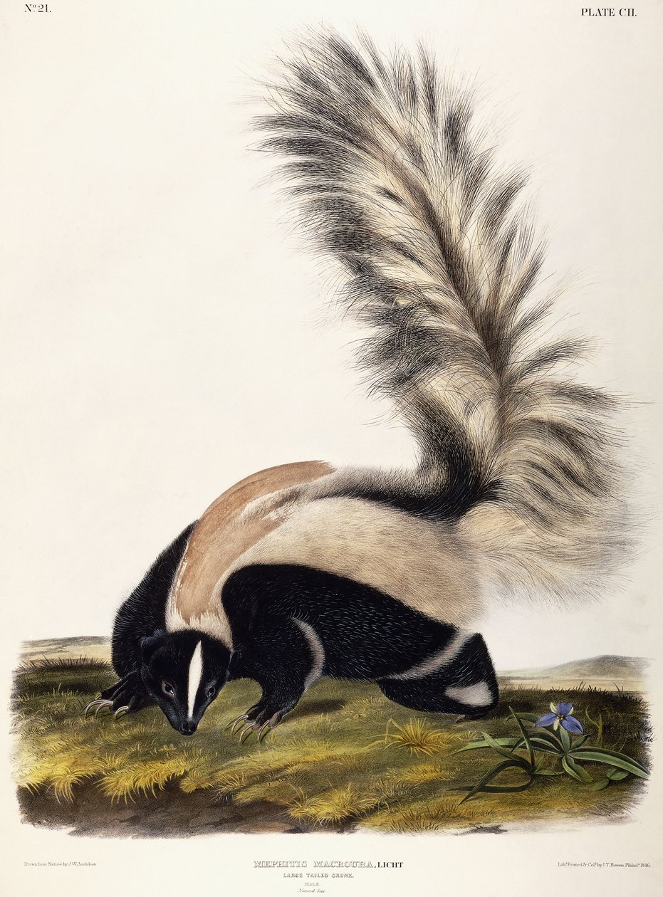 Skunk de cauda grande, 1846 de John Woodhouse Audubon
