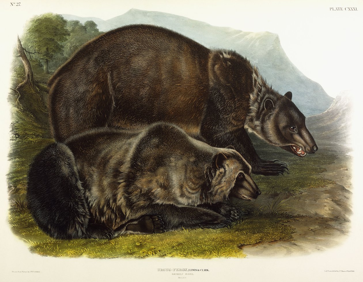 Urso pardo, 1848 de John Woodhouse Audubon