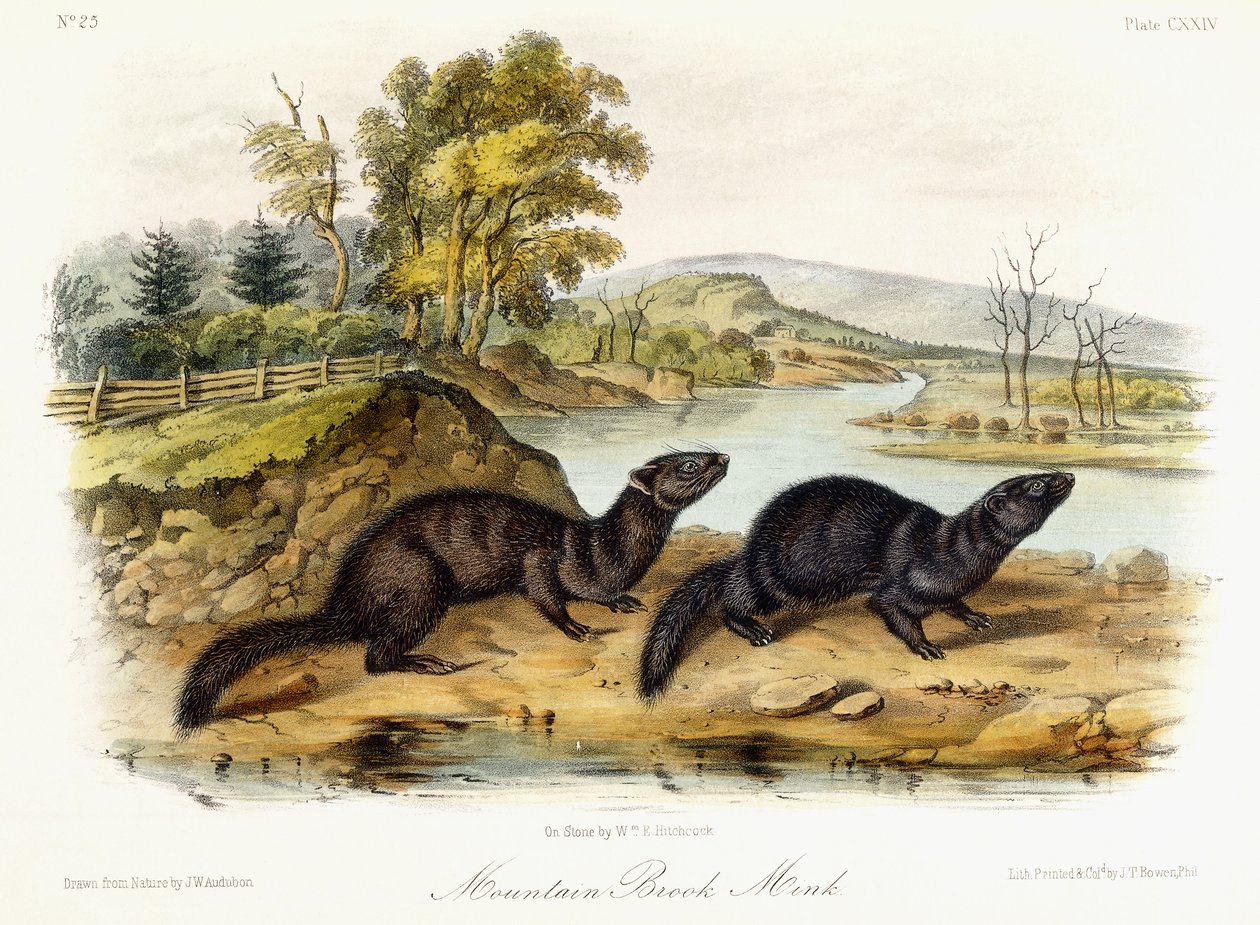 Mink do ribeiro da montanha, c.1849-1854 de John Woodhouse Audubon