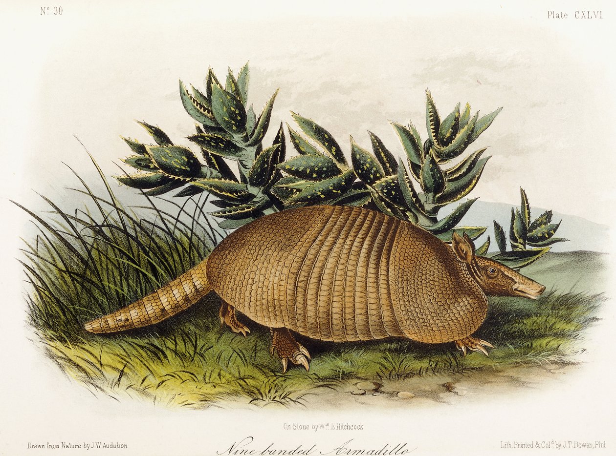 Tatu de nove faixas, 1849-1854 de John Woodhouse Audubon
