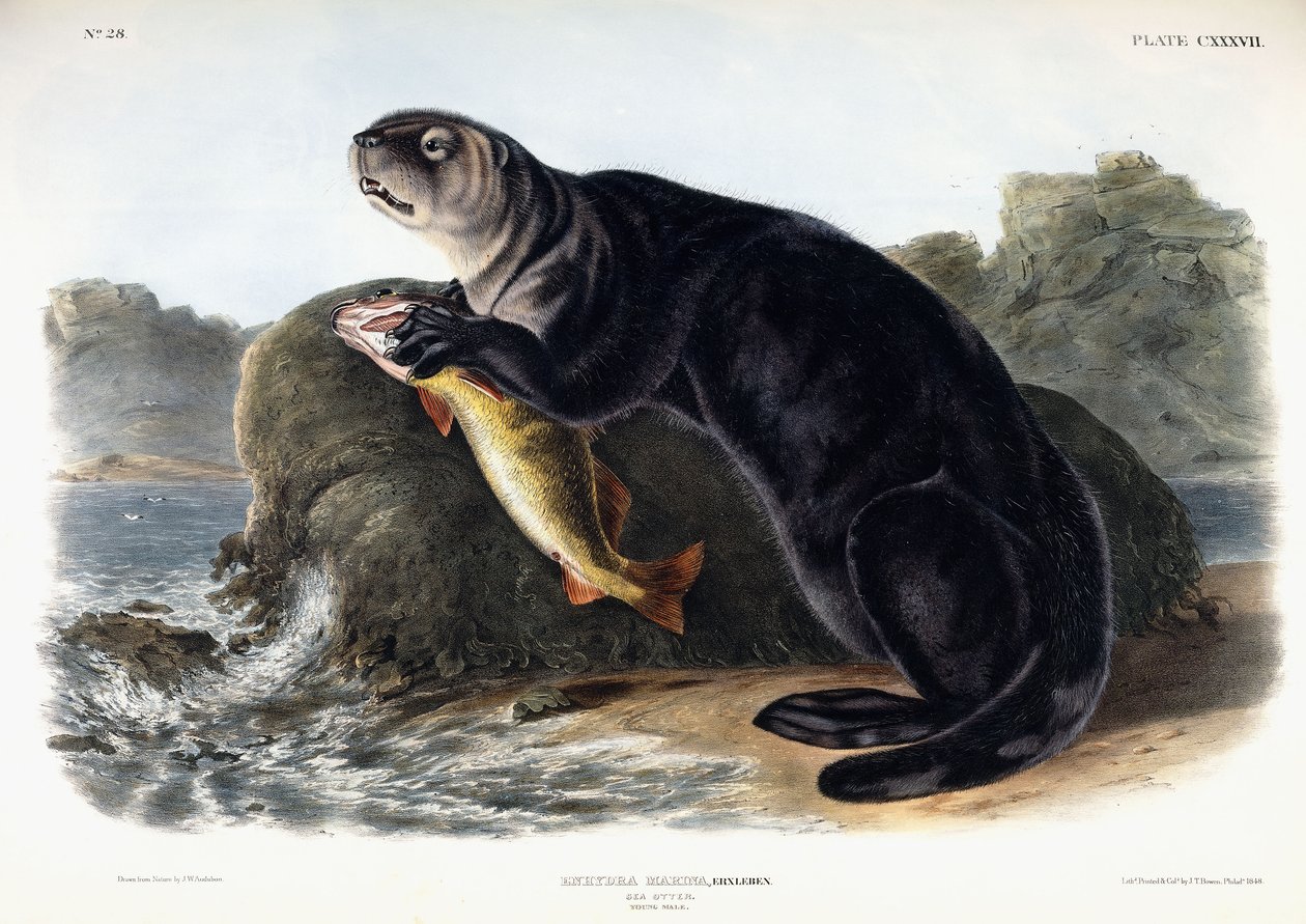Lontra-marinha, Jovem, 1848 de John Woodhouse Audubon