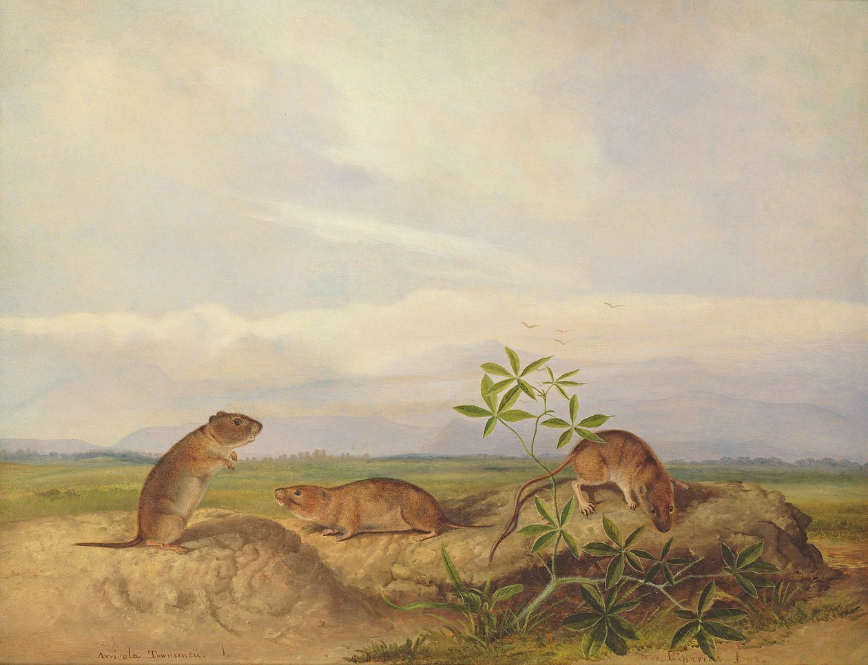 Mouse Meadow de Townsend, Meadow Vale e Pântano Rice Rat (ou Rice Meadow House) de John Woodhouse Audubon