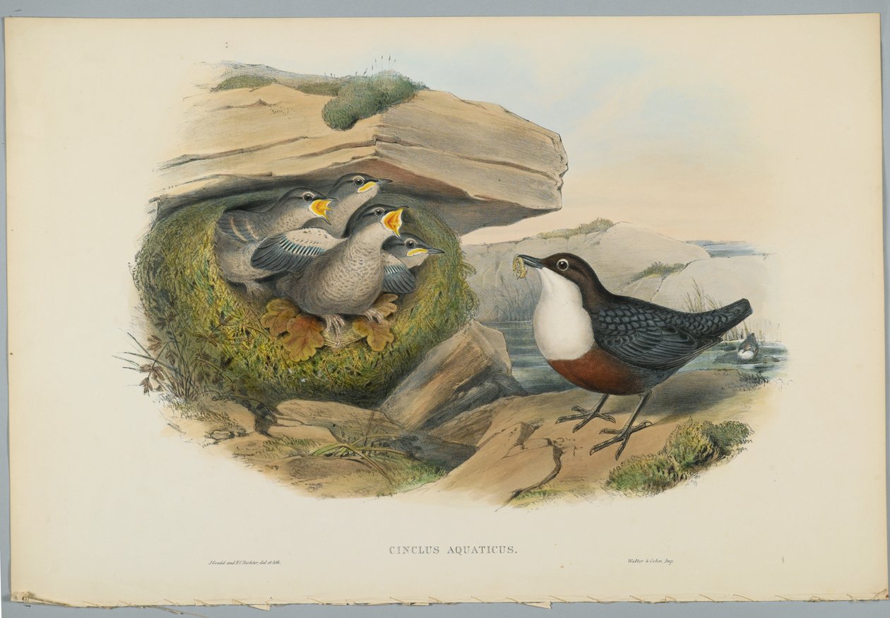 Cinclus Aquaticus - água Ousel ou Dipper, gravada por HC Richter de John after Gould