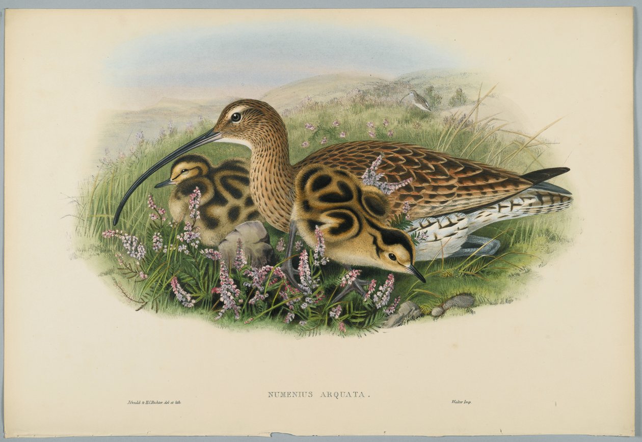 Numenius Arquata - Maçarico, gravado por HC Richter de John after Gould