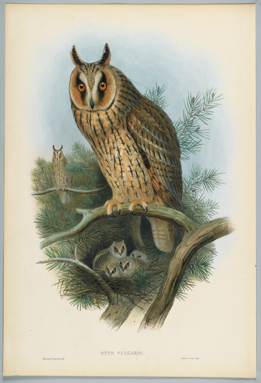 Otus Vulgaris - Coruja-de-orelha-longa, desenhada por J. Wolf, gravada por HC Richter de John after Gould