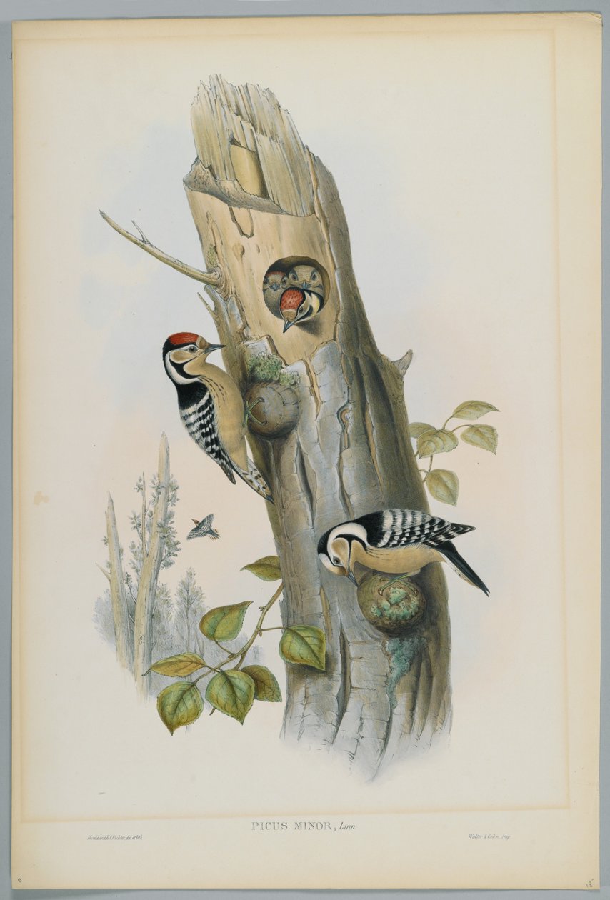 Picus Minor - Pica-pau-malhado, gravado por HC Richter de John after Gould