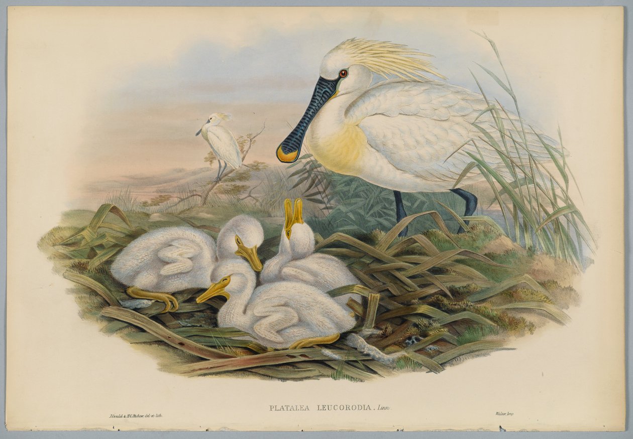Platalea Leucorodia - Spoonbill e Young, gravado por HC Richter de John after Gould