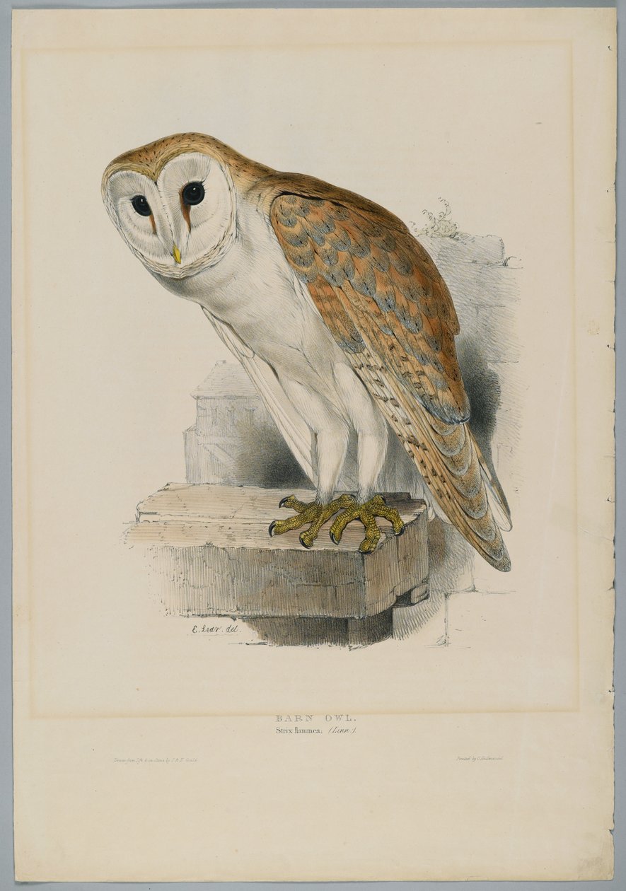 Strix Flammea - coruja de celeiro de John after Gould