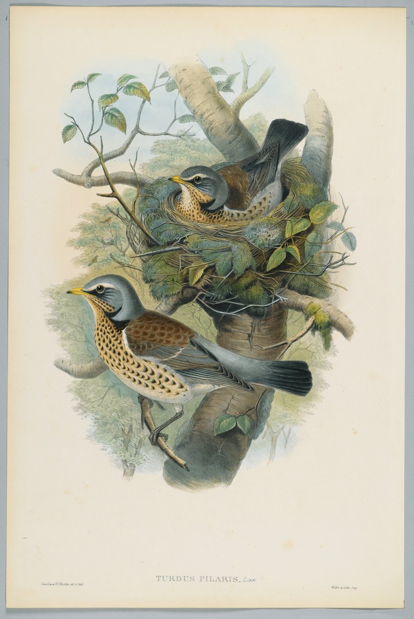 Turdus Pilarus - Juniper Thrush, gravado por HC Richter de John after Gould