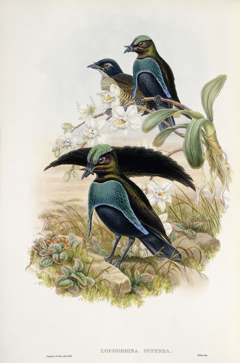 Superbird of Paradise (Lophorina Superba) de John and Hart William Gould