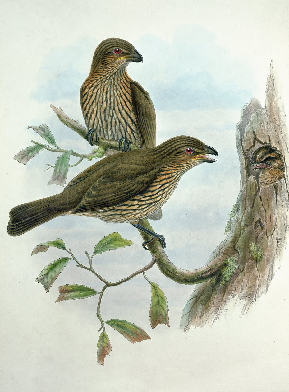 Ailuroedus Dentirostris, catbird dente de bico de John and Hart, William Gould