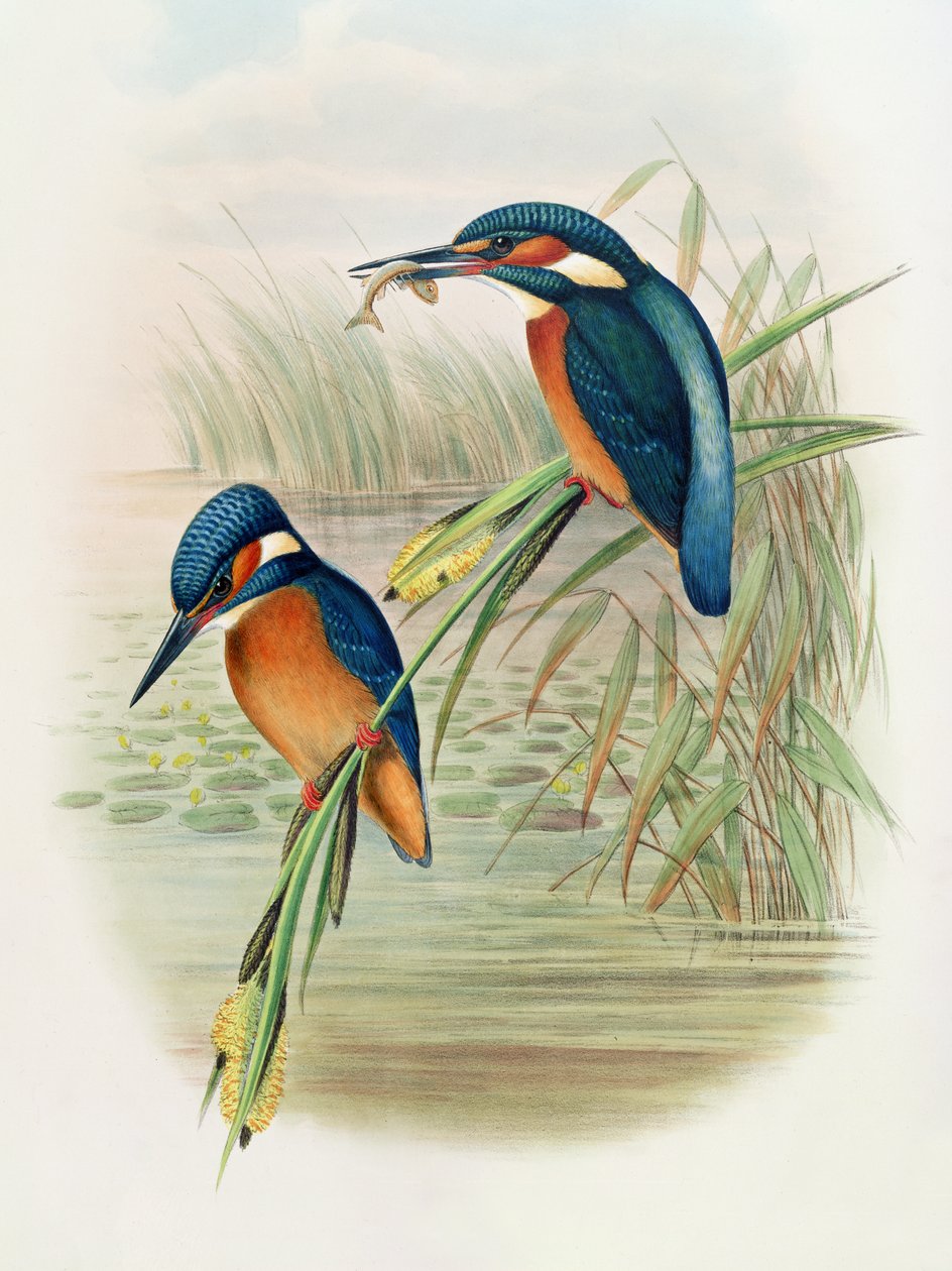 Alcedo Ispida, prato de &39;The Birds of Great Britain&39; de John Gould, publicado em 1862-73 (litografia colorida à mão) de John and Hart, William Gould