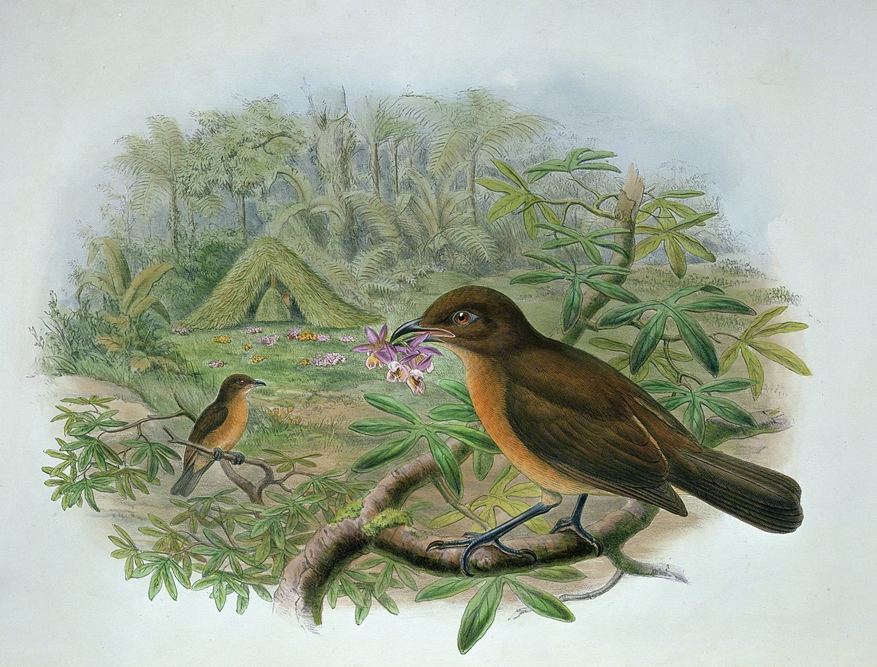 Amblyornis Inornatus, Vogelkop Jardineiro Bowerbird de John and Hart, William Gould