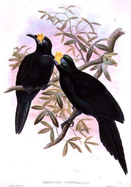 Caronice Paradigmese de John and Hart, William Gould
