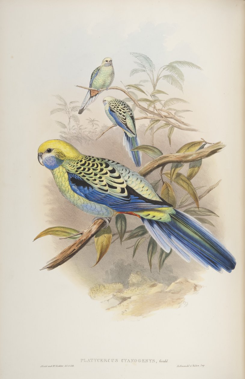Platycerus cyanogenus, dos pássaros da Austrália por John Gould, 1840 de John and Richter Gould