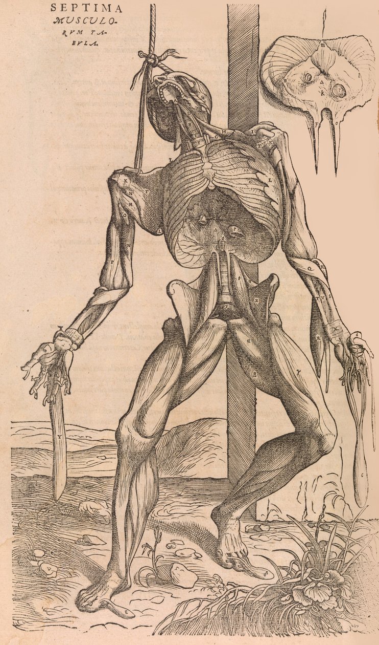 De humani corporis fabrica Da Estrutura do Corpo Humano, 1555. de John of Calcar
