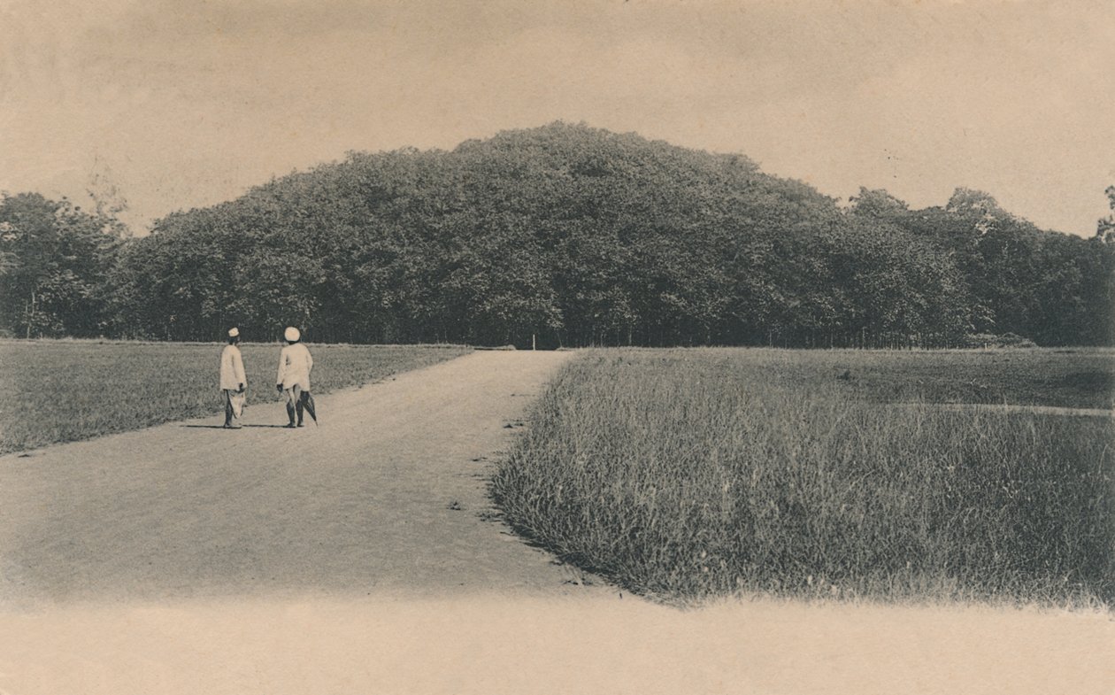 Floresta. de Johnston and Hoffmann