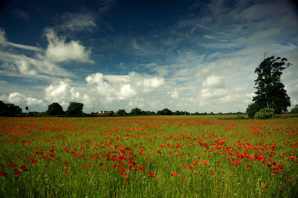 Goodwood Estate em West Sussex, Reino Unido, 2019 (foto) de Jon Nicholson