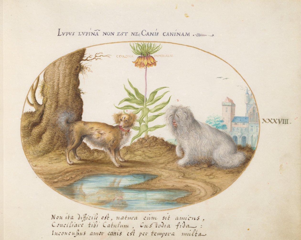 animais Aqvatilia e Cochiliata (Aqva) - Plato 38 de Joris Hoefnagel