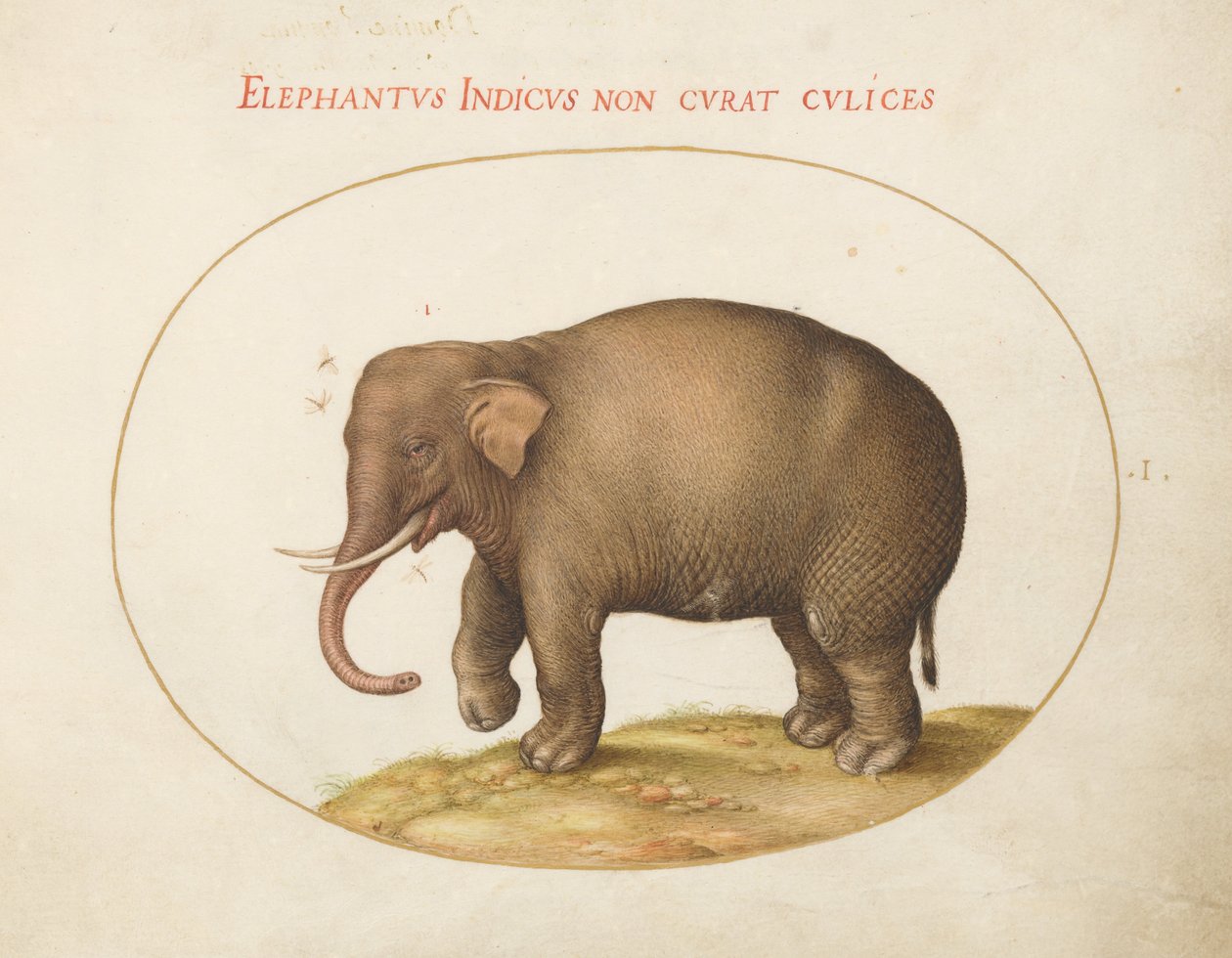 Animalia Qvadrvpedia e Reptilia (Terra) - Placa I de Joris Hoefnagel
