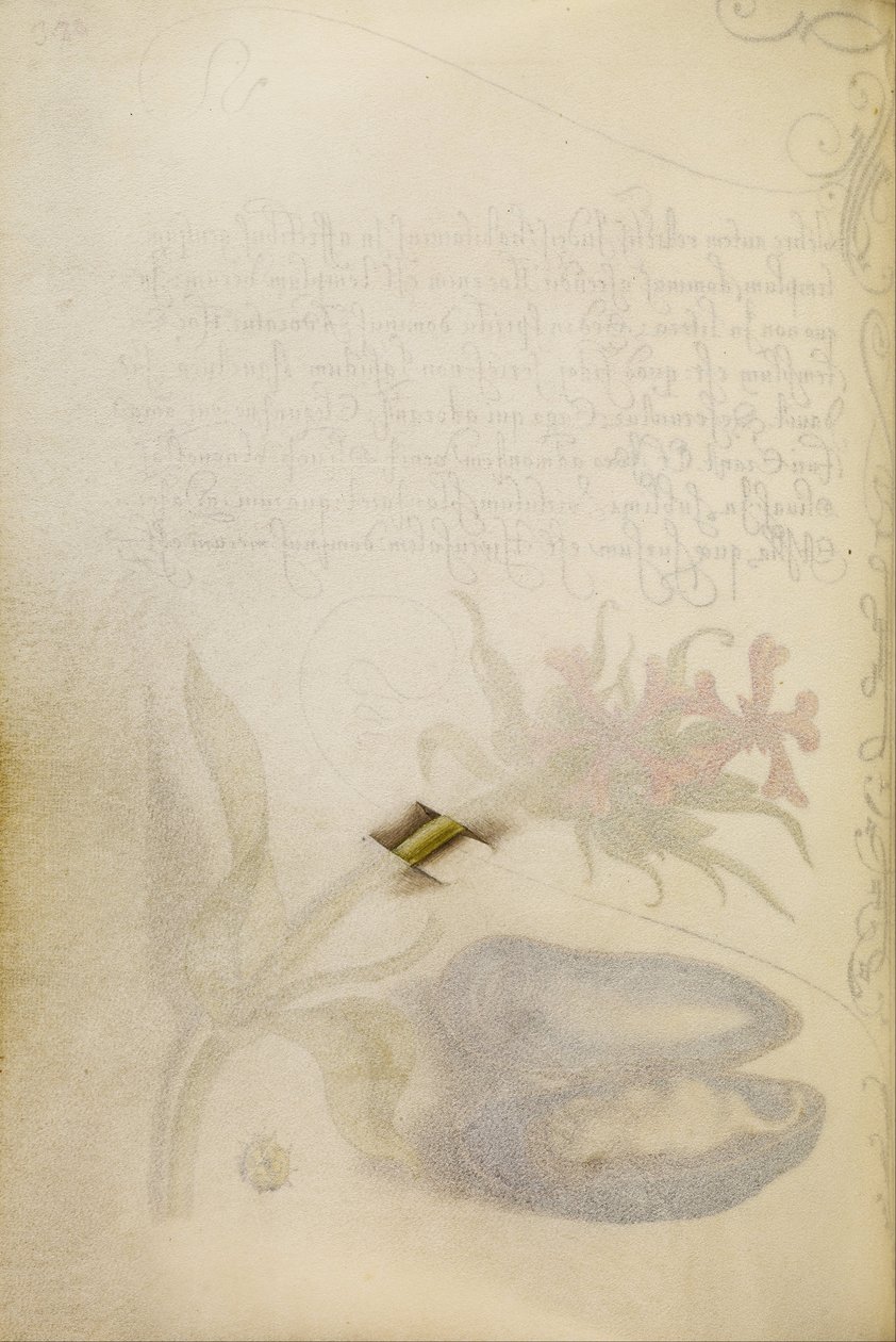 Trompe-lOeil Haste de uma cruz maltesa de Joris Hoefnagel
