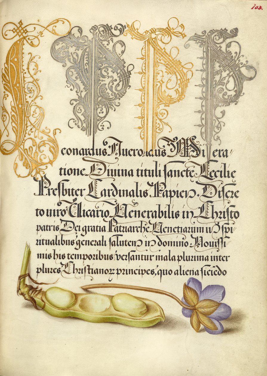 Fava e folha de fígado de Joris Hoefnagel