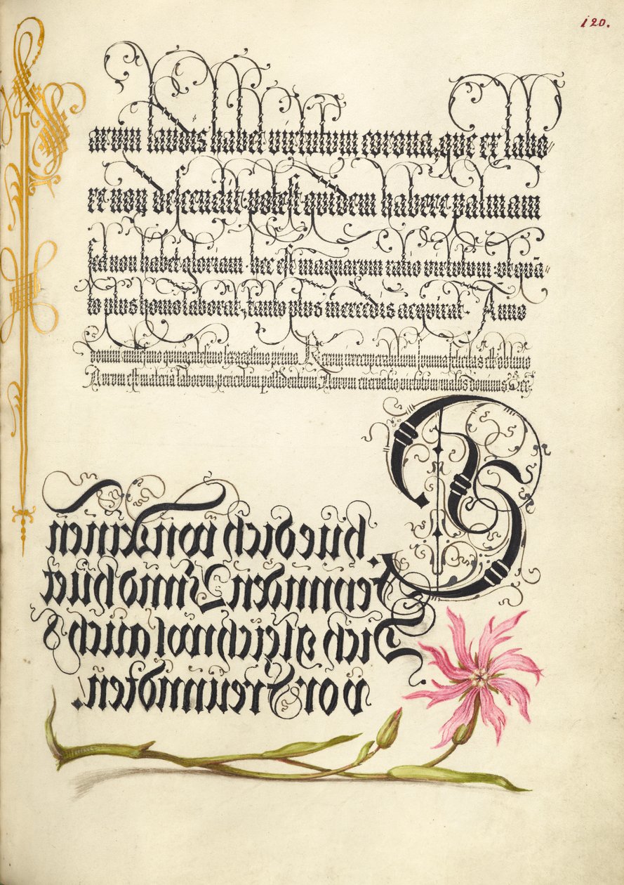 Flor de cuco de Joris Hoefnagel